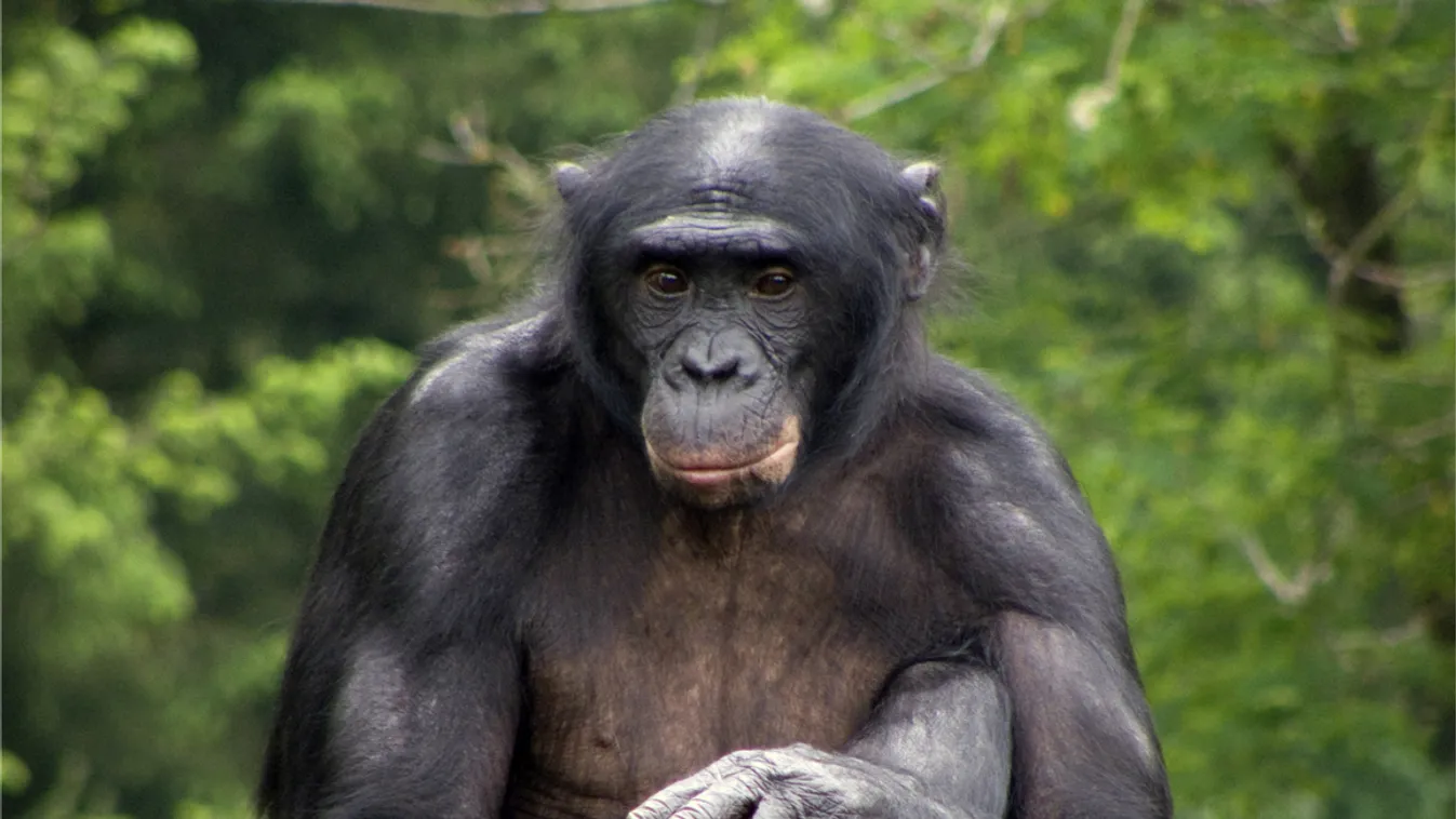 bonobó 