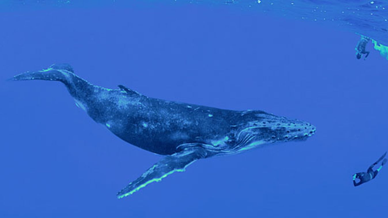 kék bálna 