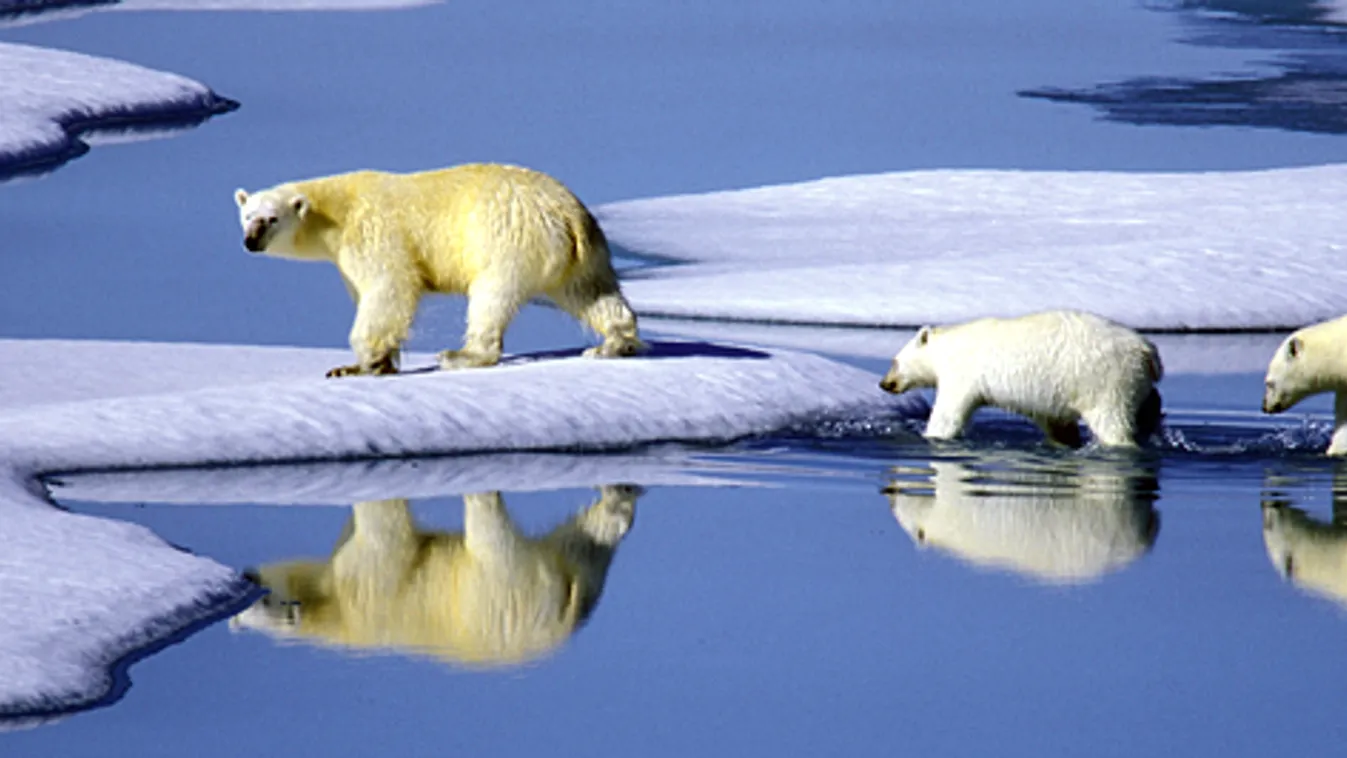 Északi-sark, sarkvidék, olaj, felmelegedés, olvadás, jegesmedve 