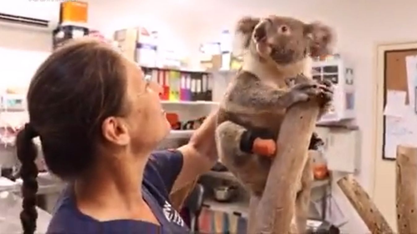 koala, műláb 