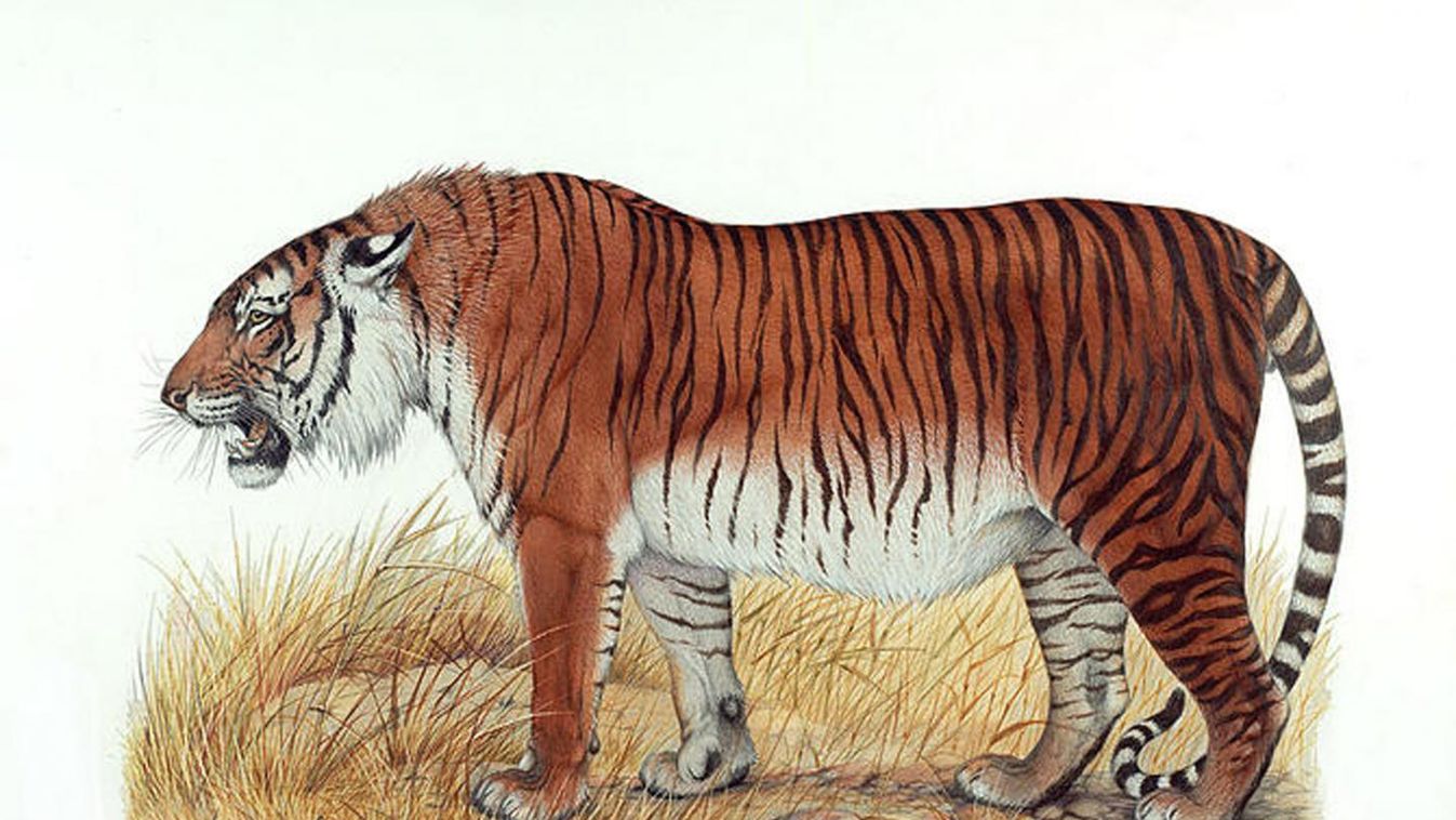 kaszpi tigris 