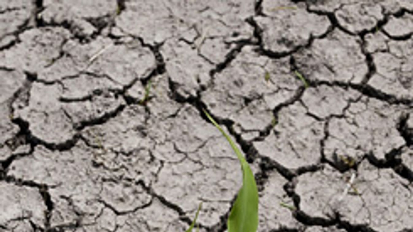 aszály, szárazság, mezőgazdaság,  szárazság miatt összerepedezet kukoricaföld látható Szentes határában 