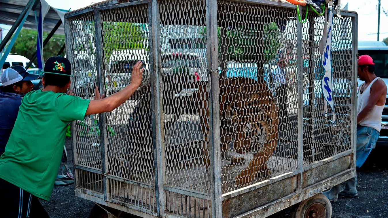 A tiger is seen in a cage at the "Hermanos Cedeno" circus in Chimalhuacan, Mexico, on July 7, 2015. A law that prohibits the use of animals in circuses will come into effect Wednesday in Mexico. AFP PHOTO/RONALDO SCHEMIDT 