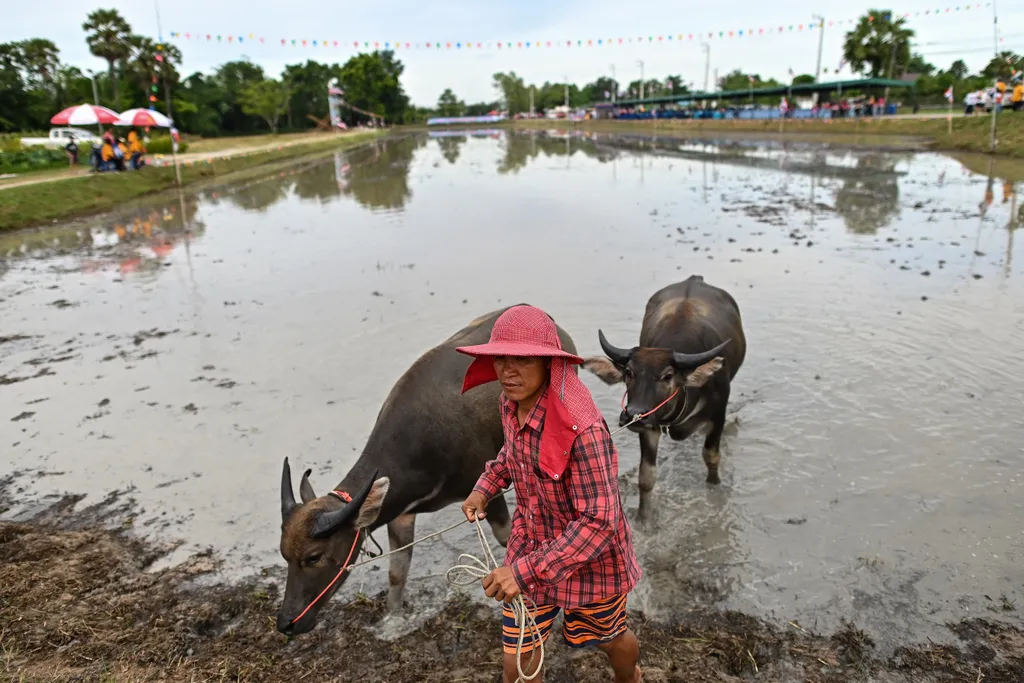 Bivalyversenyen a rizsültetési fesztiválon Chonburiban, bivalyverseny, rizsültetési fesztivál, Chonburi 