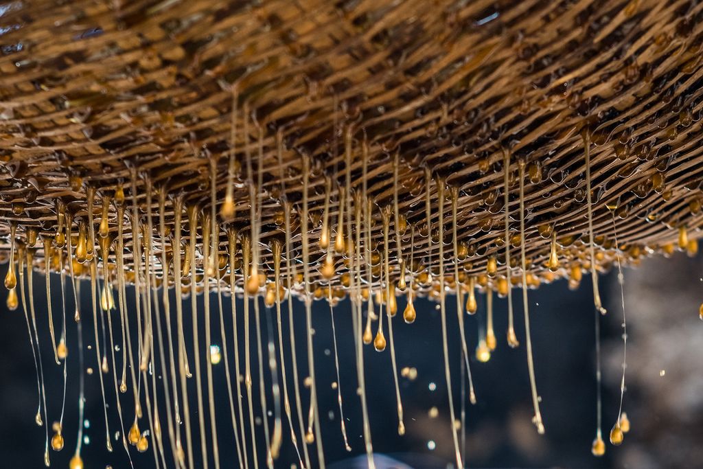 Honey hunters brave thousands of honeybees to collect honey along cliff in SW China China Chinese Yunnan mountain cliff honeybee honey hunting
méz 
Íme a legnagyobb mézexportáló országok – galéria 