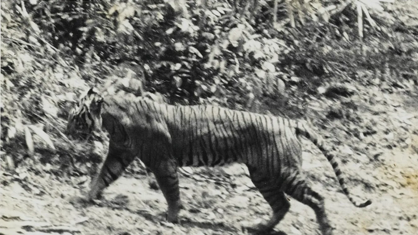 Fénykép a jávai tigrisről 