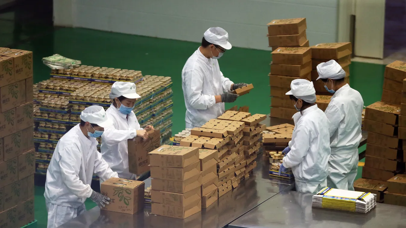 FINANCE FARMER Workers are seen at a factory of Longnan Xiangyu Olives Development Co. in Longnan, Gunsu Province on Nov. 10, 2020. ( The Yomiuri Shimbun ) 