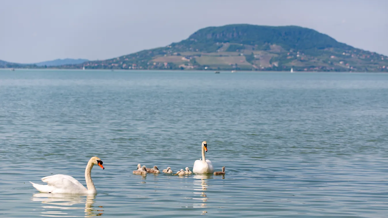 ÁLLAT állatfotó Balaton FOTÓ FOTÓTÉMA hattyú hattyúcsalád madár TÁJ tájkép tó 