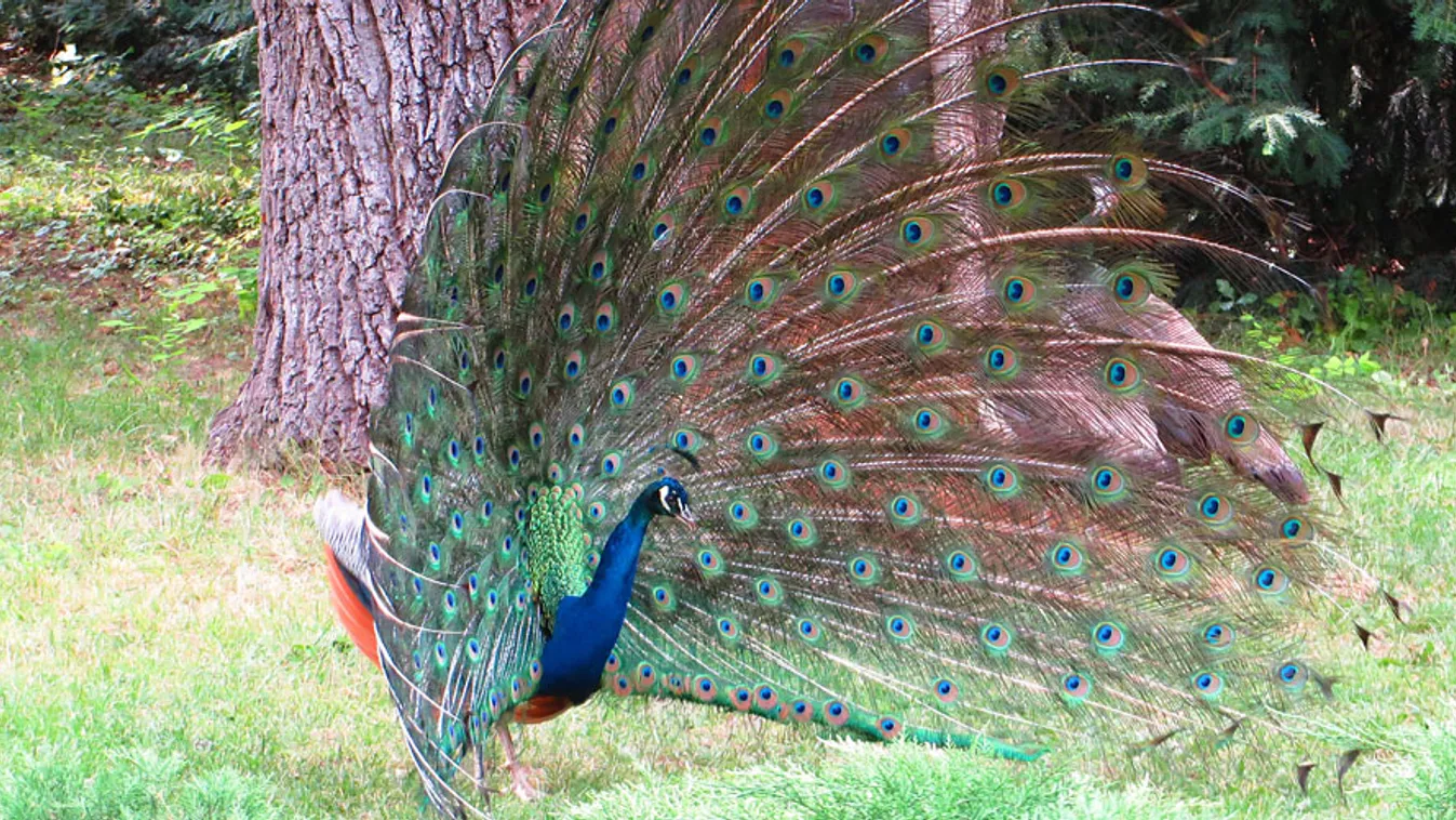 szarvas, szarvasi arborétum