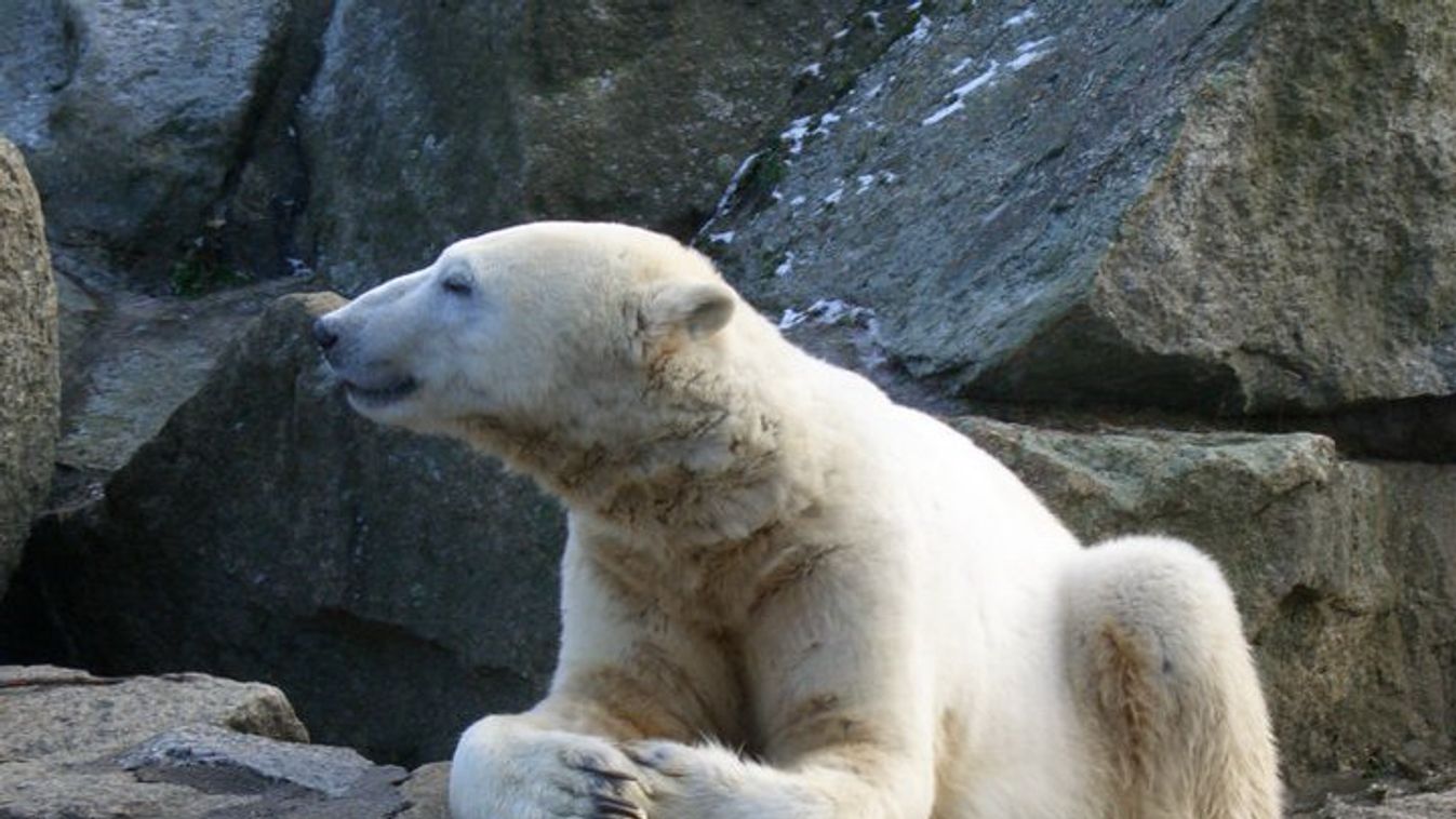 Knut, jegesmedve 