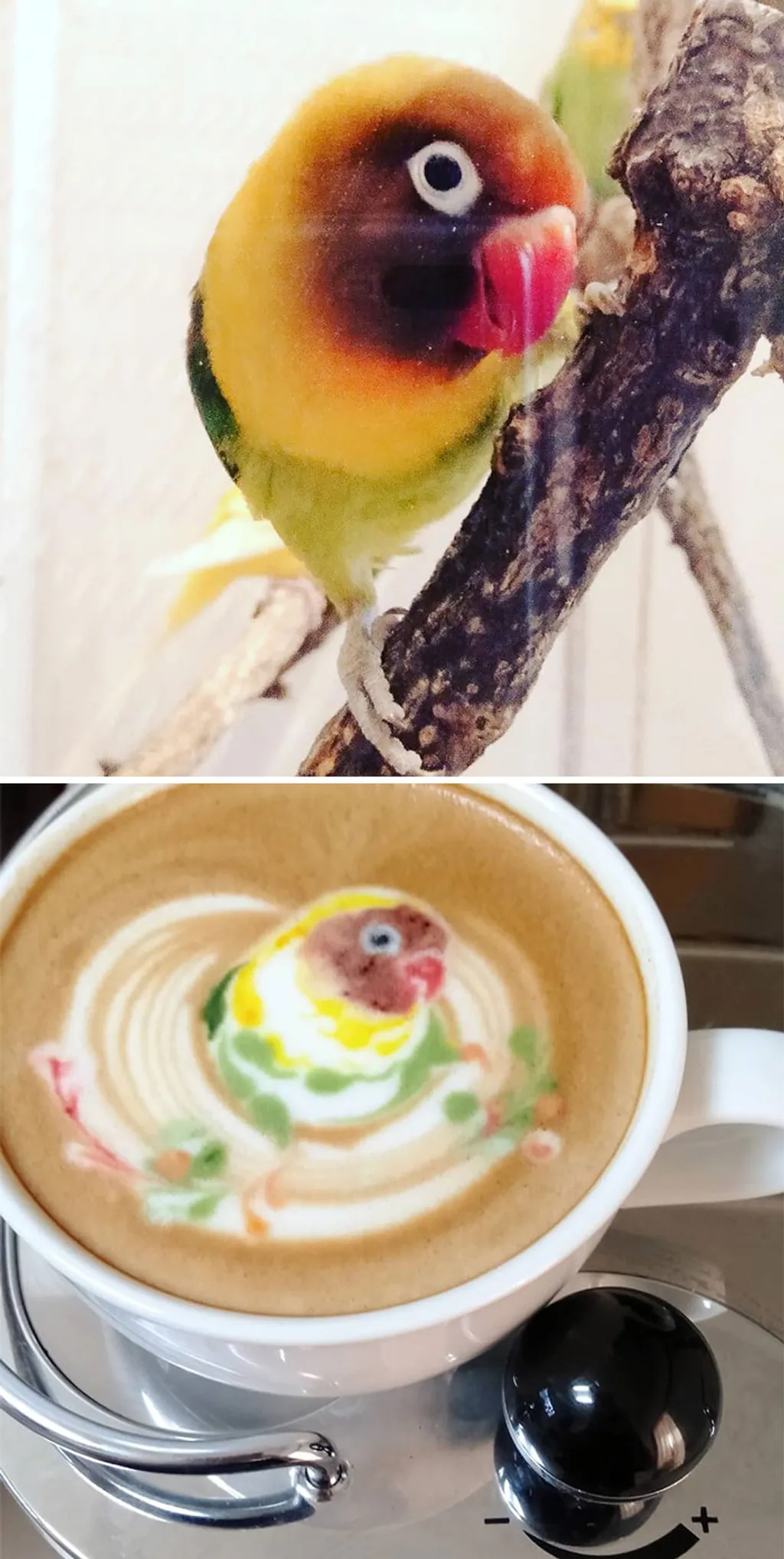 papagáj latte art 