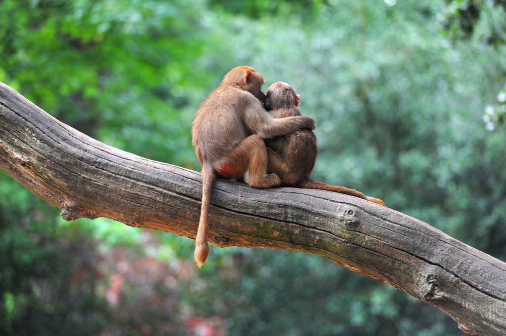 Two,Monkey,Friends,On,Tree couple,fur,friendship,habitat,monkey,vertebrate,hold,relation,pr
állati szerelem 