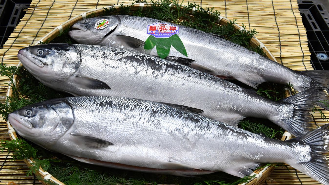 Summer-catch salmon launches Tokizake Tokisake fish high brand 