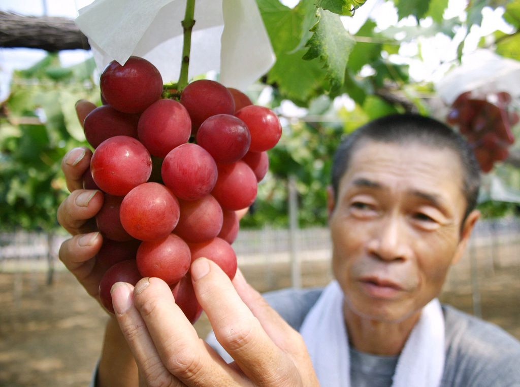 A 10 legdrágább gyümölcs, Japanese Ruby Roman Grapes, 