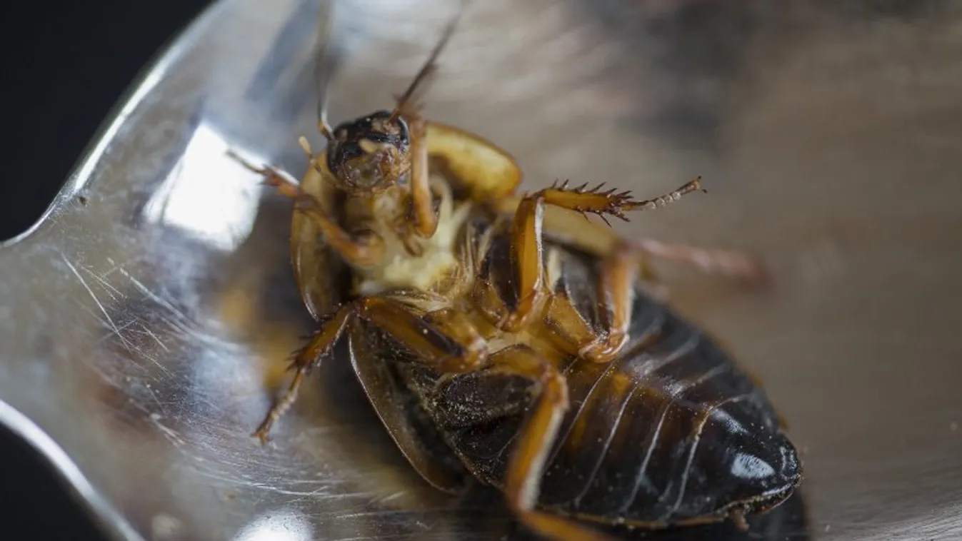 insects are the new nutritional source Landwirtschaft Tier Tiere eklig widerlich essen landwirtschaftlich FARM Bauernhof anbauen kultivieren Anpflanzung Nutzung Ernährung Versorgung Verpflegung Nahrungsmittel Lebensmittel Holland Industrie Insekt Insekten