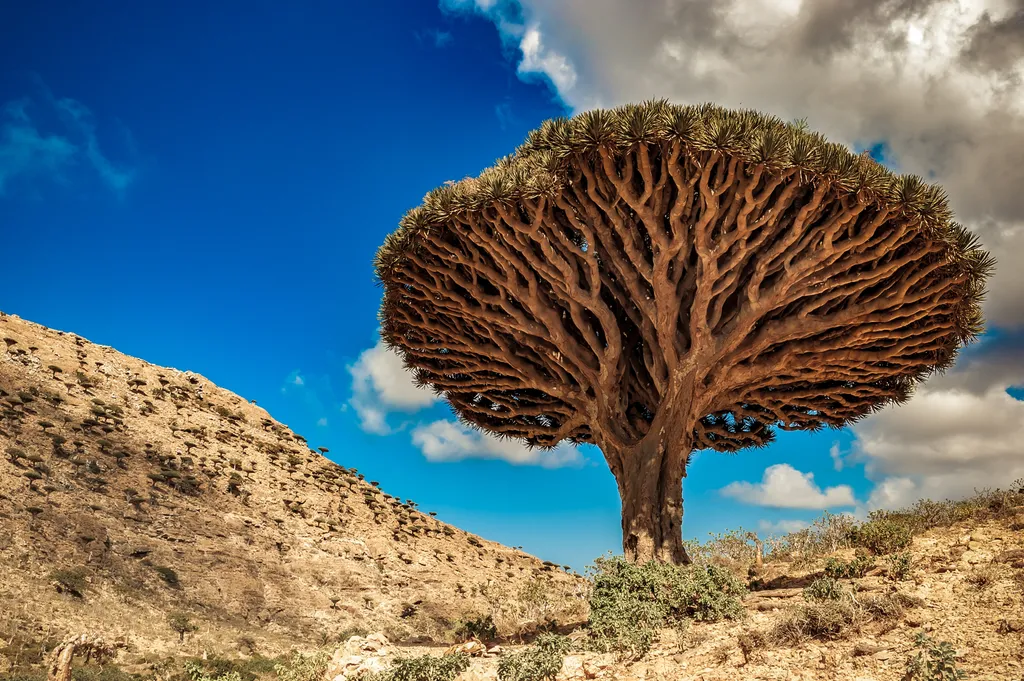 Dragon, Trees, On, Socotra, Island,, Yemen, sárkányvérfa, Szokotra sziget, 