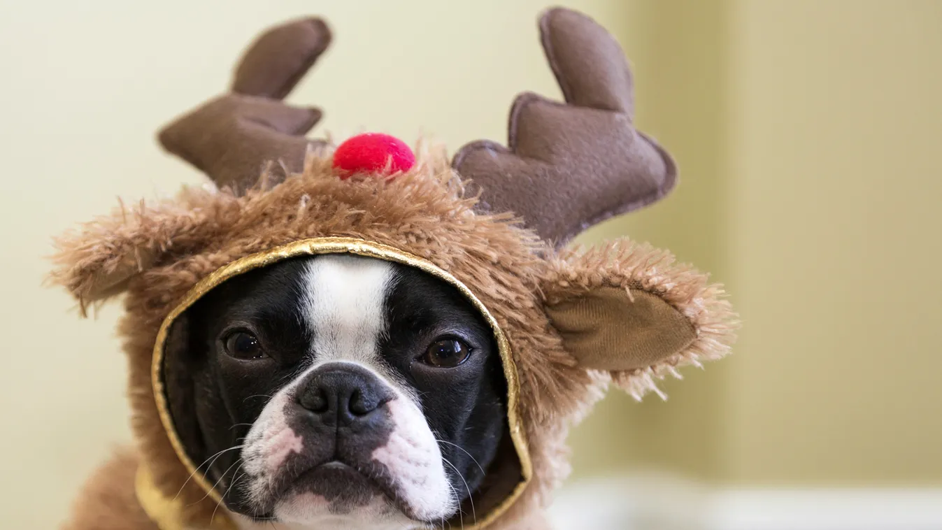 Így ünnepelnek az állatok karácsonykor kutya rudolf 
