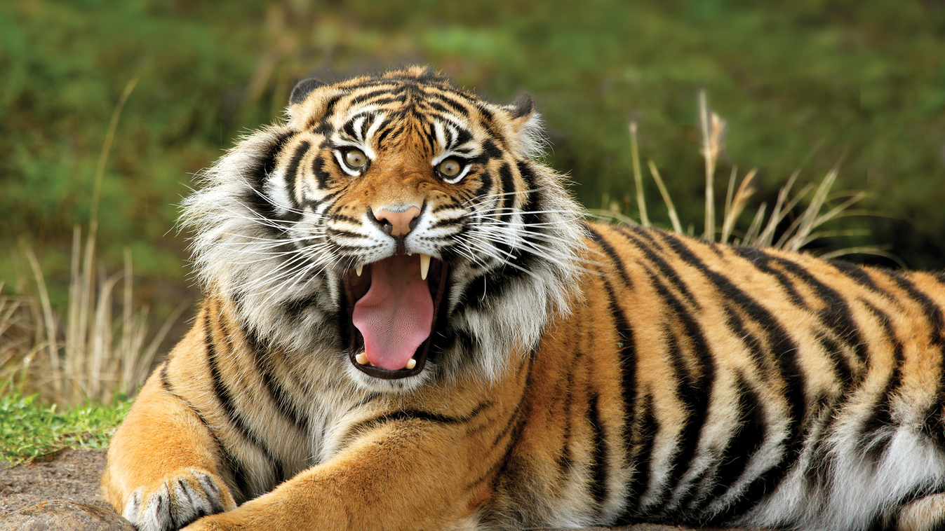 Széttépte a tigris az állatkerti látogatót – Videó (18+) 