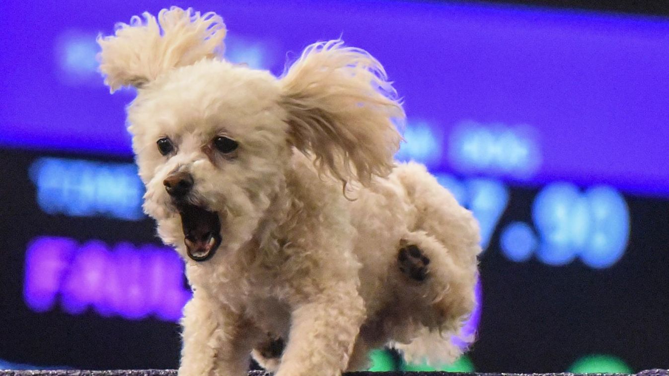 Westminster Kennel Club Holds Agility Championship Ahead Of Its Annual Dog Show GettyImageRank2 Competition HORIZONTAL ANIMAL USA New York City DOG SHOW Photography Human Interest Westminster Kennel Club Dog Show The Masters FeedRouted_Global 