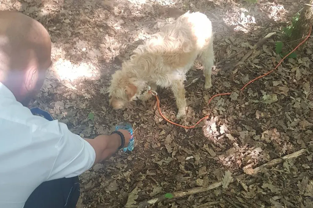 Ózdi rendőrök mentették meg az erdő közepén kikötött és magára hagyott kutyacsaládot 