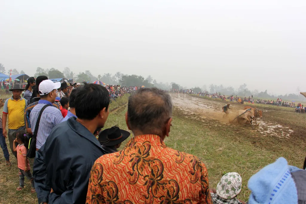 Incredible Cow Race "Pacu Jawi' in West Sumatra Indonesia folk male men Horizontal RACE TRADITION COW BULL MUD SQUARE FORMAT 
sumatra bull race 