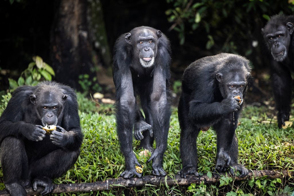 Elhagyott csimpánzok gondozása animal environment Horizontal 