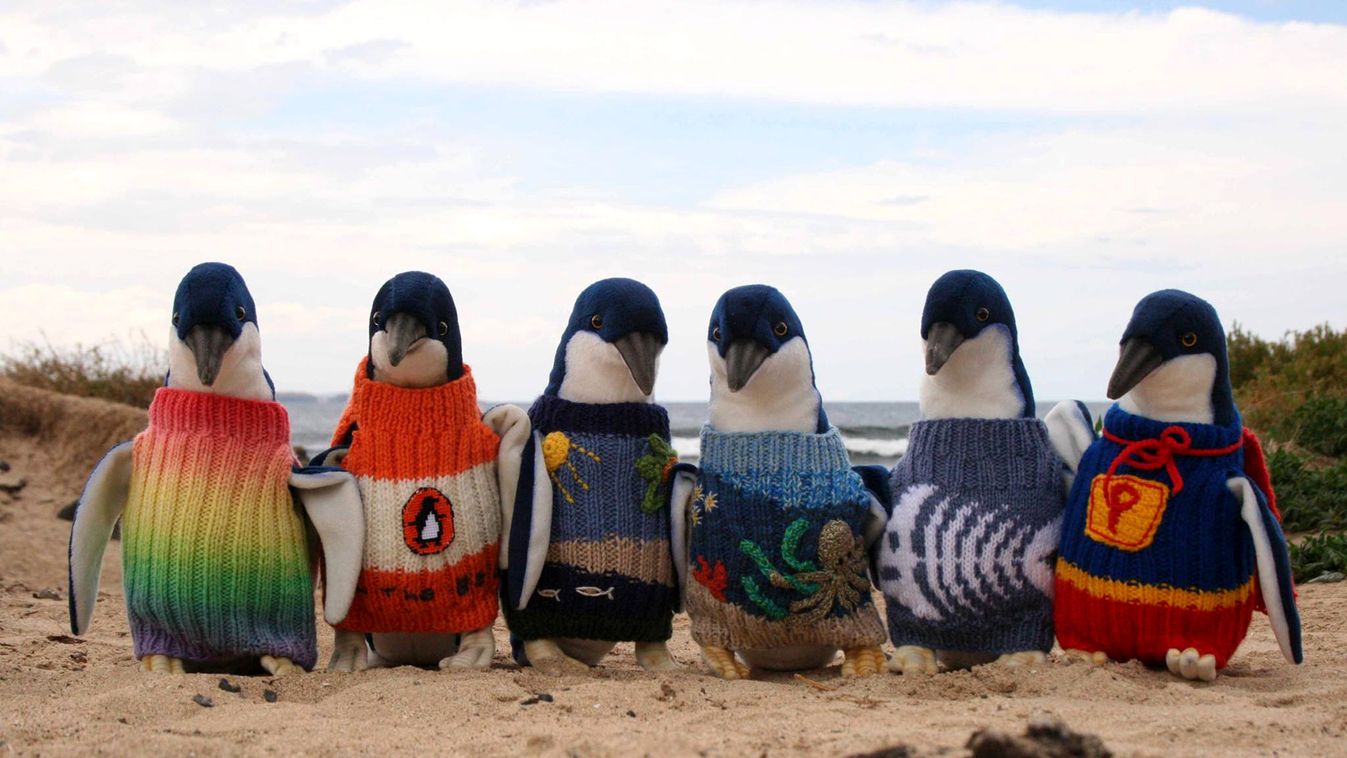 Feleslegesen kötnek most az emberek pulóvert a pingvineknek, pingvinpulcsi 
