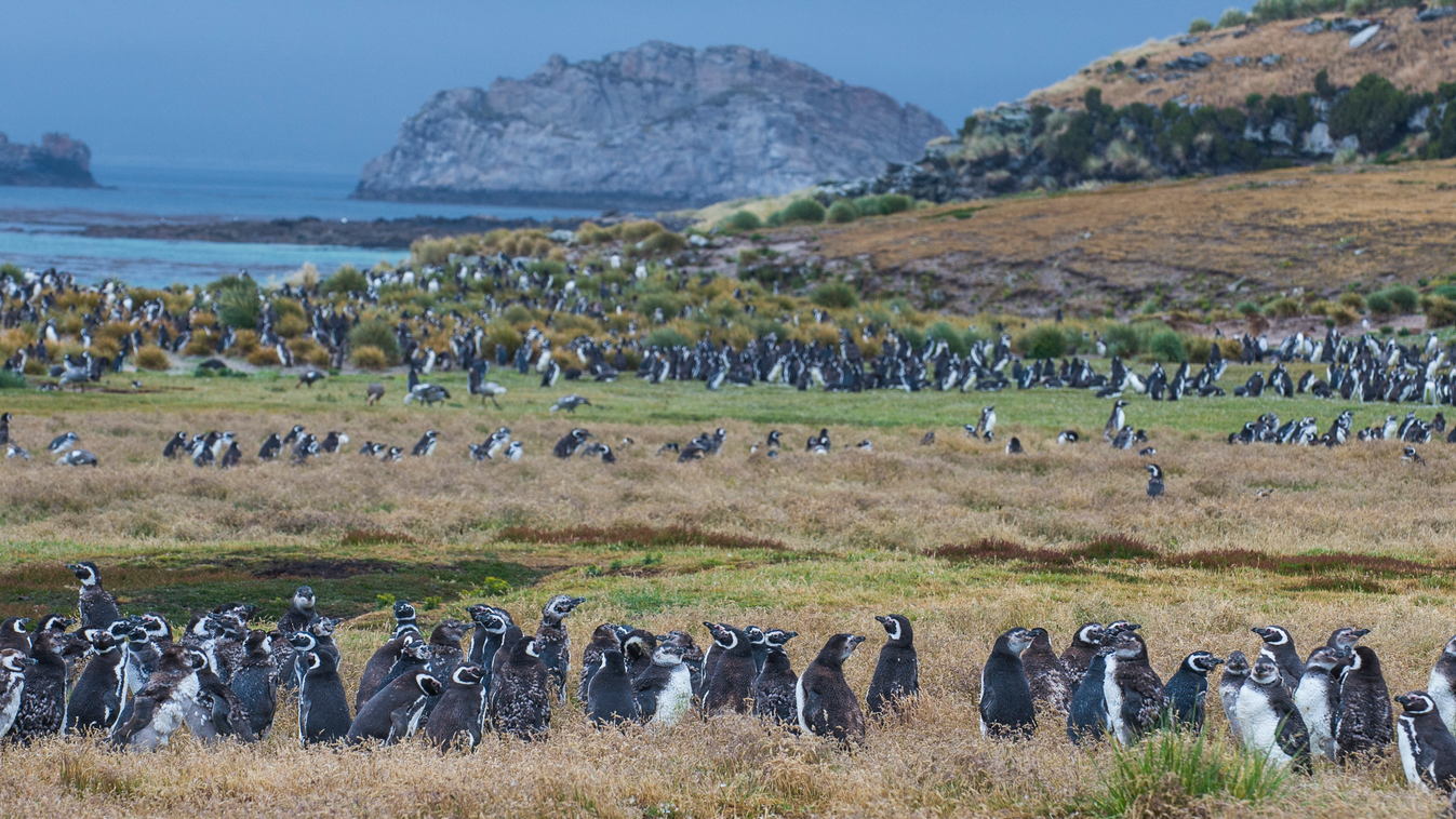 Falklands sziget, pingvin, Pebbles sziget 