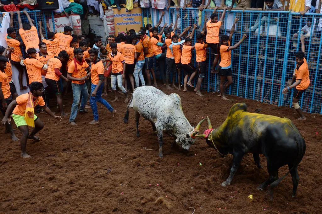 Jallikattu Avaniyapuram bika India Tamil Nadu 