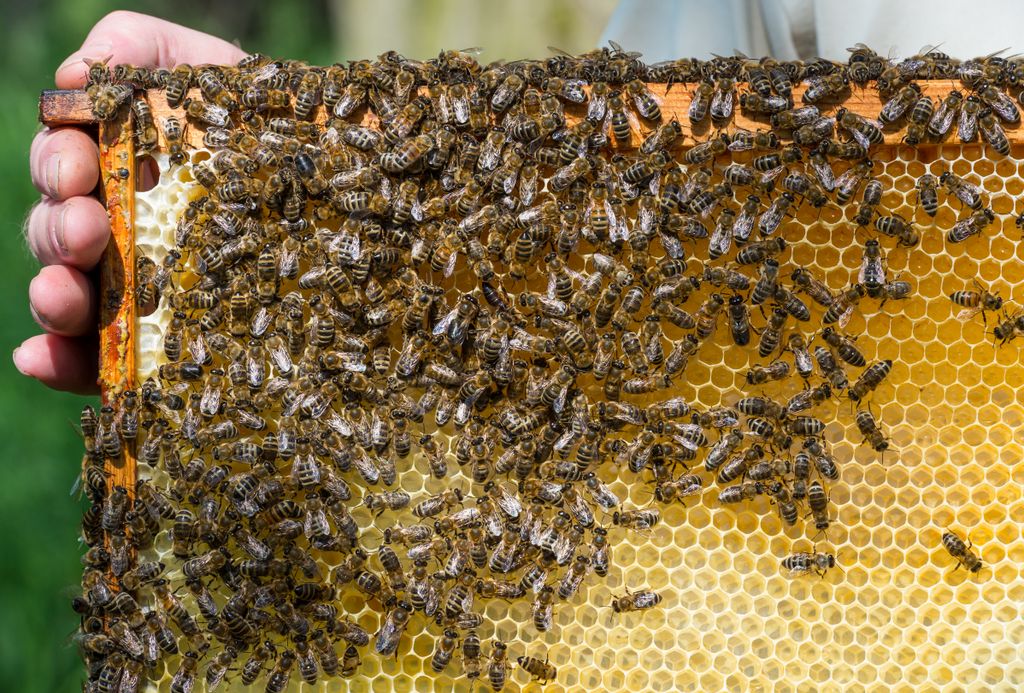 Beekeeper at work Brandenburg BEEKEEPING HONEY brb beekeepers ZB Ibn nature insects business AGRICULTURE bees ENVIRONMENT POLITICS animals
méz 
Íme a legnagyobb mézexportáló országok – galéria 