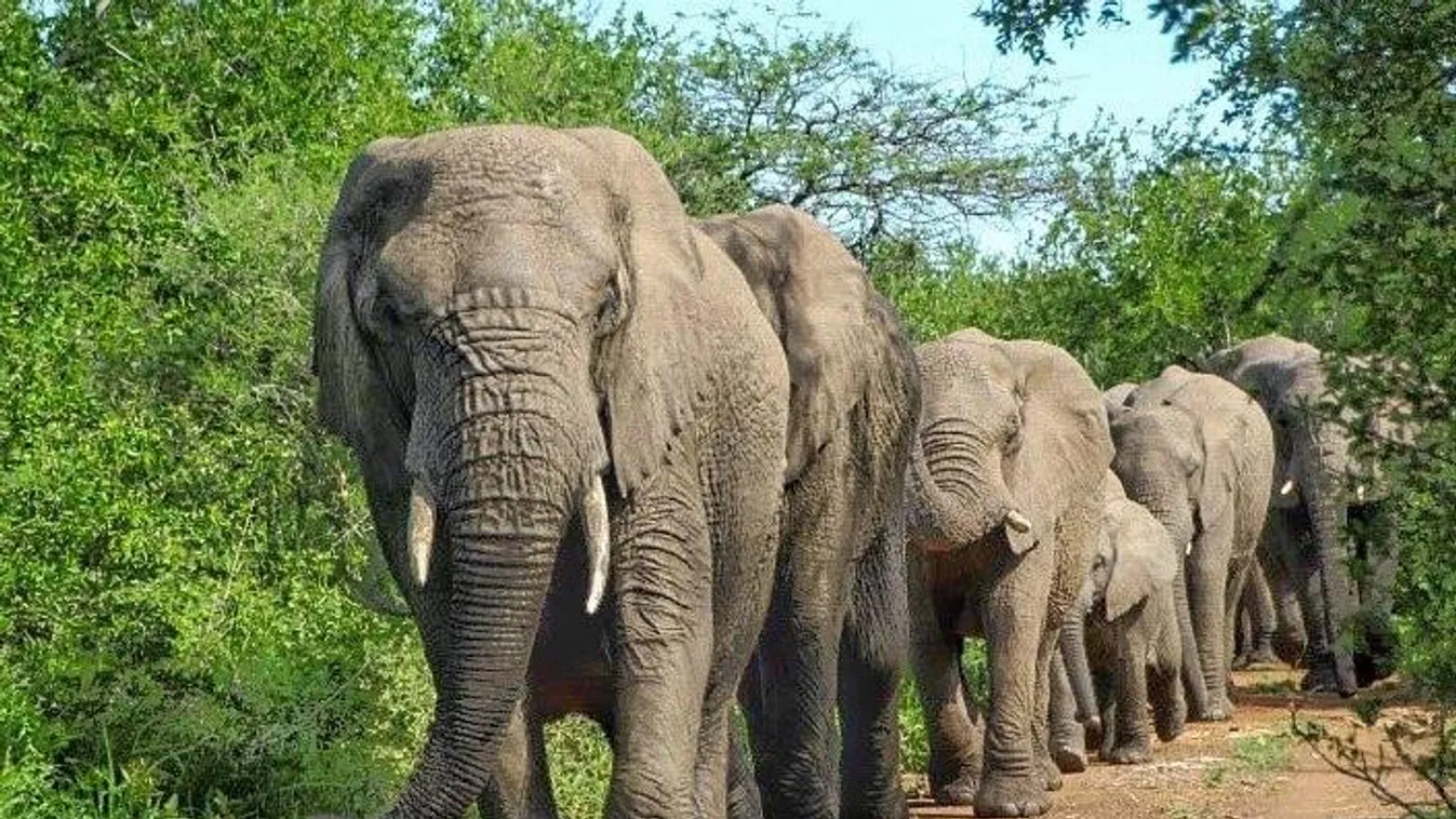 elefántok 