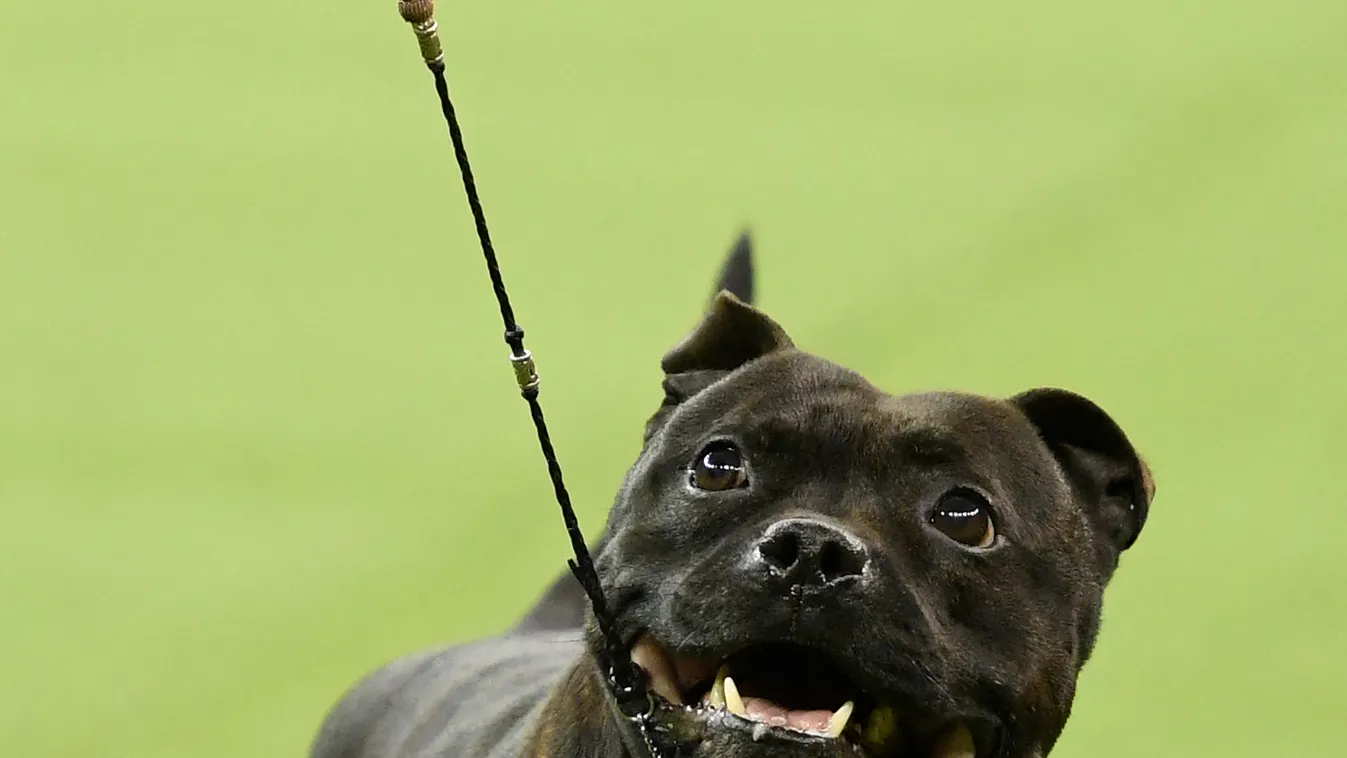 Westminster Kennel Club Hosts Its Annual Dog Show In New York GettyImageRank2 human interest Vertical 