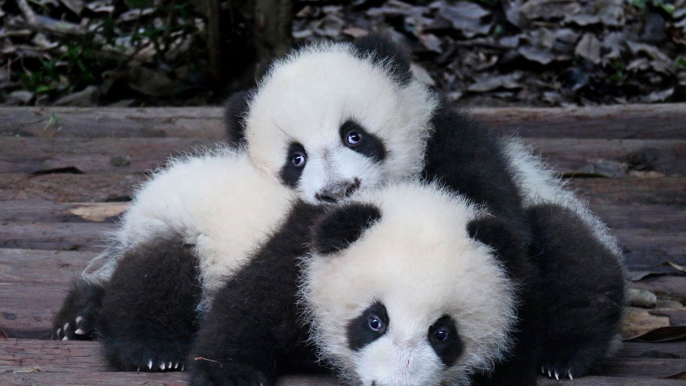 panda bocs ikrek 