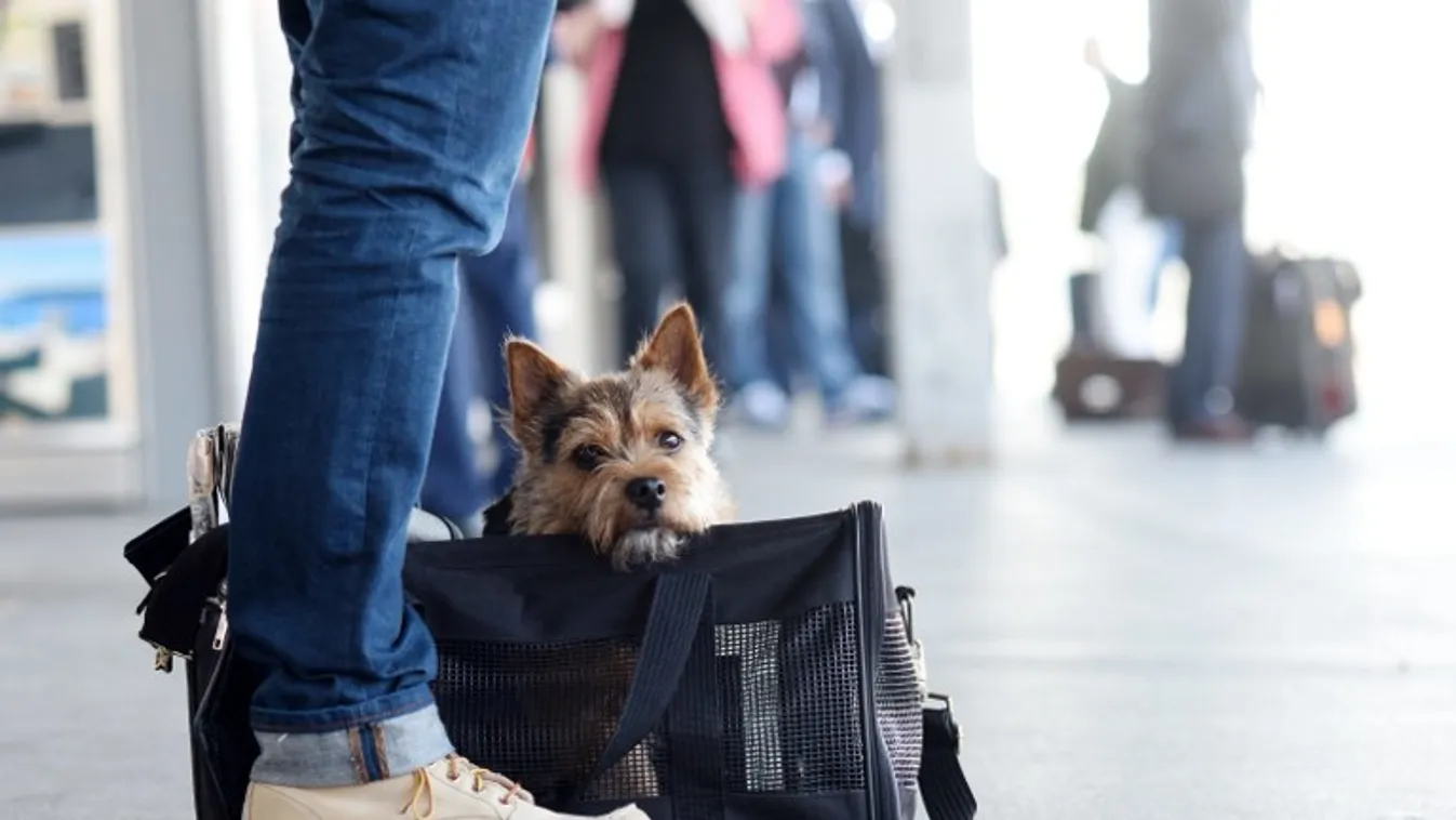 Dog in a travel bag platform LEG business trip RAILWAY STATION voyage quay train station animals BAG journey HUM ANIMAL SHOES SQUARE FORMAT 