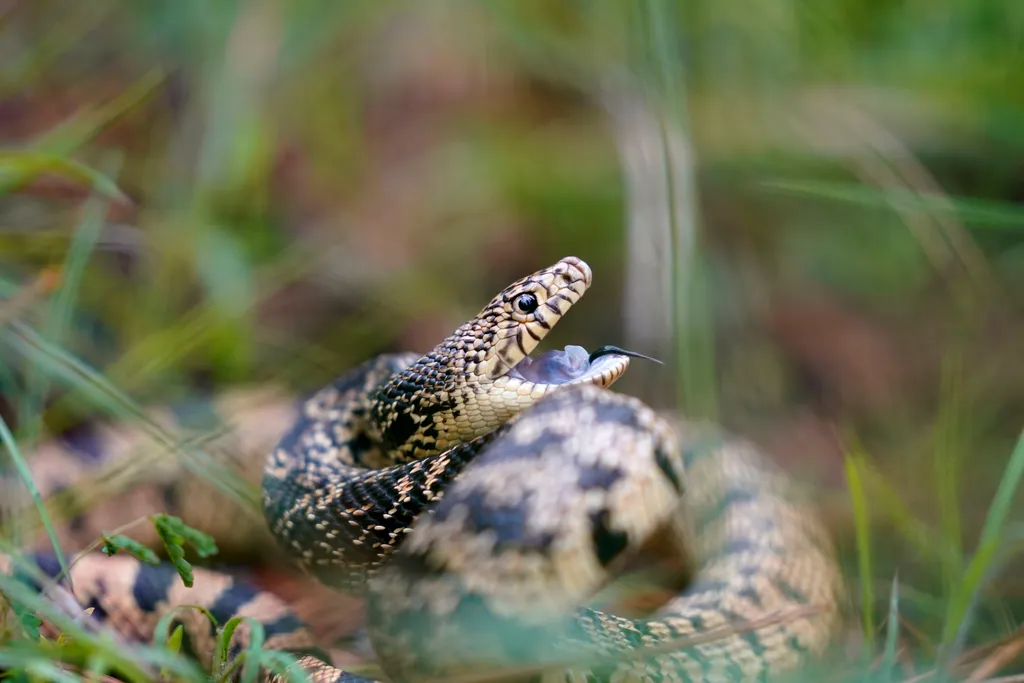 Kígyók telepítése a vadonba az Egyesült Államokban Pituophis ruthveni óriáskígyófaj egyik példányáról a Louisiana állambeli Kisatchie természetvédelmi területen, Alexandria város térségében, ahol a Memphisi Állatkert biológusai mintegy száz P. ruthven 