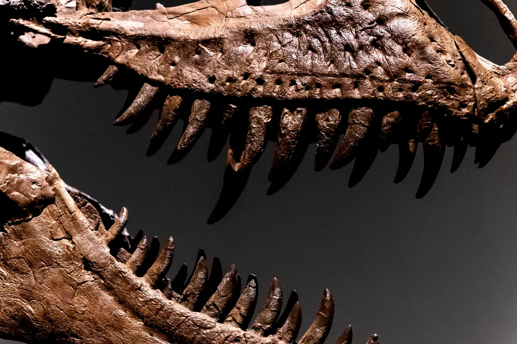 Dinoszaurusz-csontváz a Sotheby’s árverésen, dinoszaurusz, csontváz, árverés, régészeti lelet, Gorgosaurus, Sotheby's aukciós ház, New York 