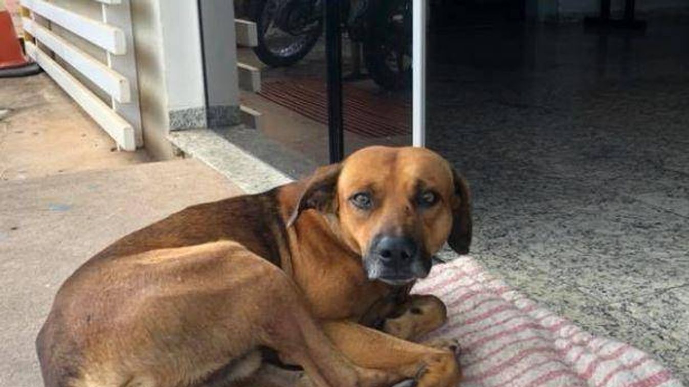 kutya, halott gazda, Brazília 