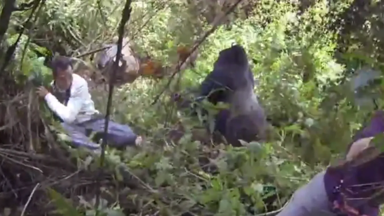 gorillatámadás Ruanda 
