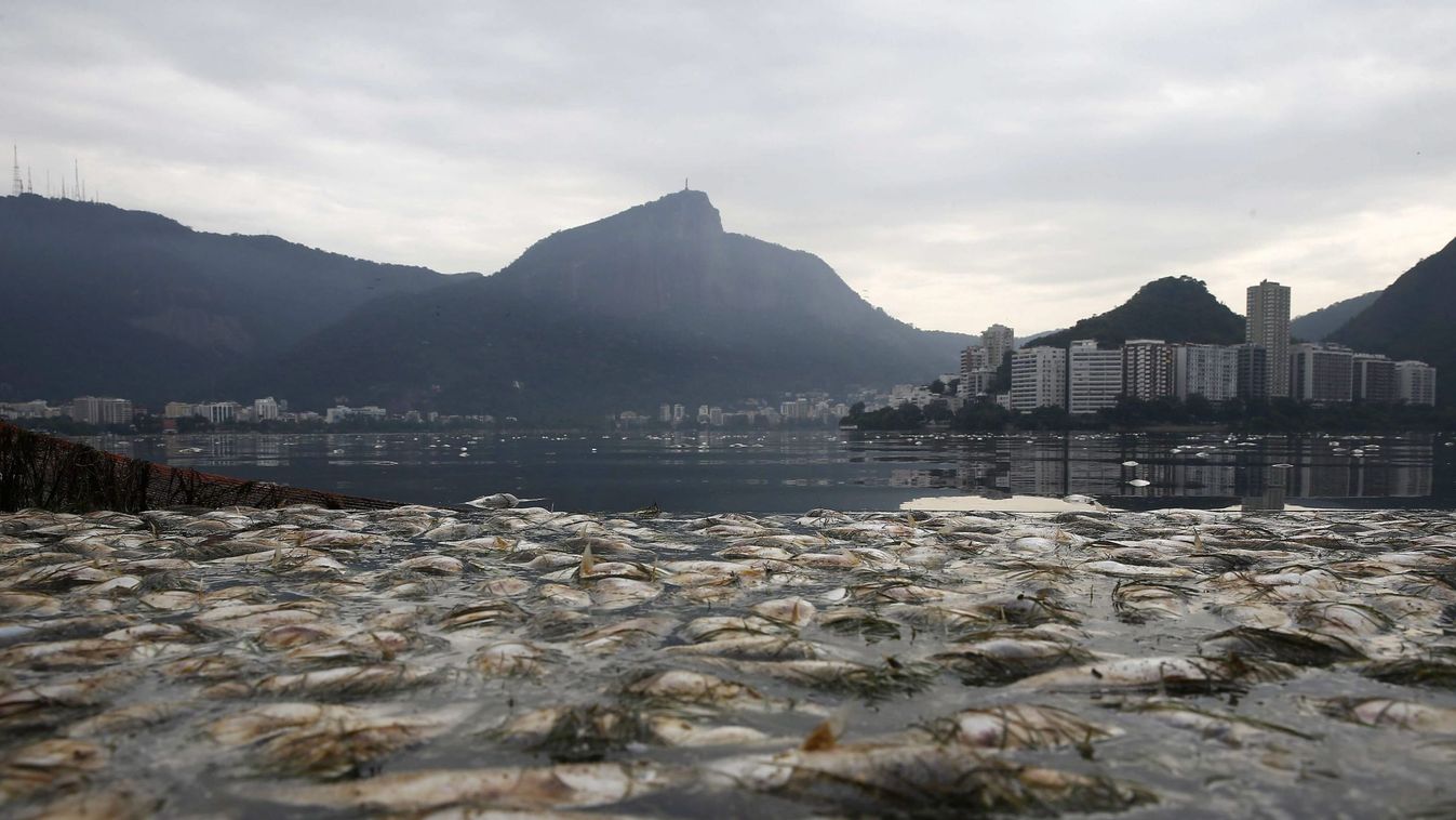 Rio de Janeiro, 2015. április 17.
Döglött halak a Rio de Janeiró-i Rodrigo de Freitas-öböl szennyezett vizében 2015. április 16-án. A 2016-os nyári olimpiának otthont adó város vezetősége korábban ígéretet tett arra, hogy nyolcvan százalékkal csökkenti a 