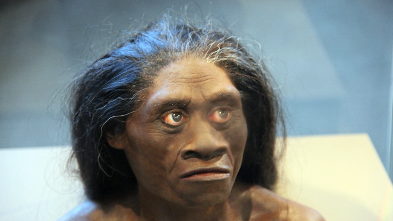Hobbit, Homo floresiensis 