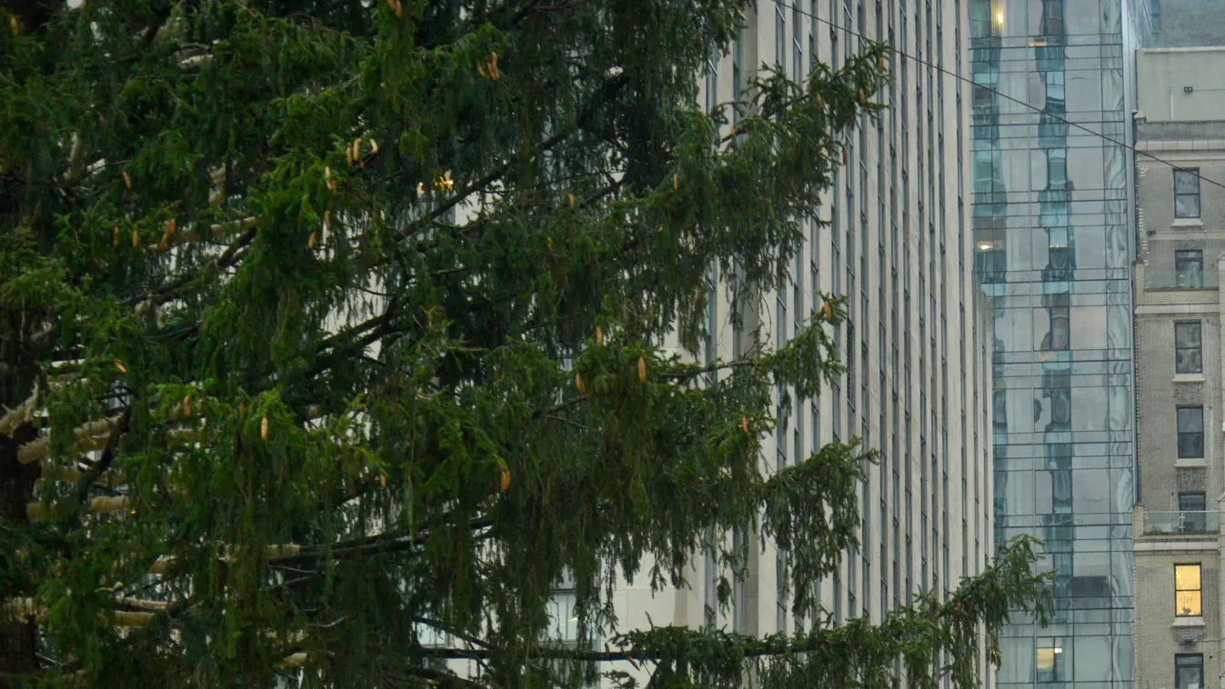 79-foot Christmas Tree Arrives In New York City's Rockefeller Center NurPhoto General news November 13 2021 13th November 2021 Rockefeller Plaza Trees Vertical, Karácsonyfa 