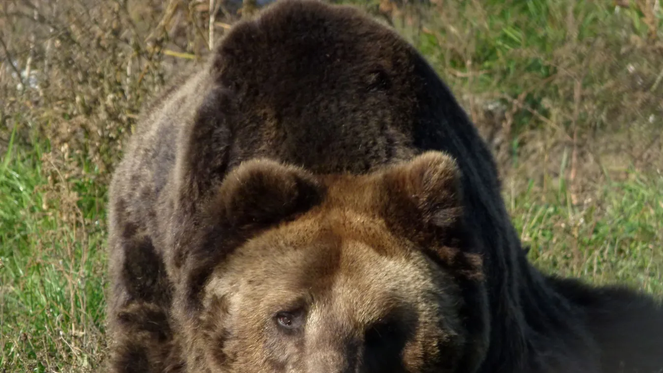 nagyvad medve barnamedve európai medve medveles 