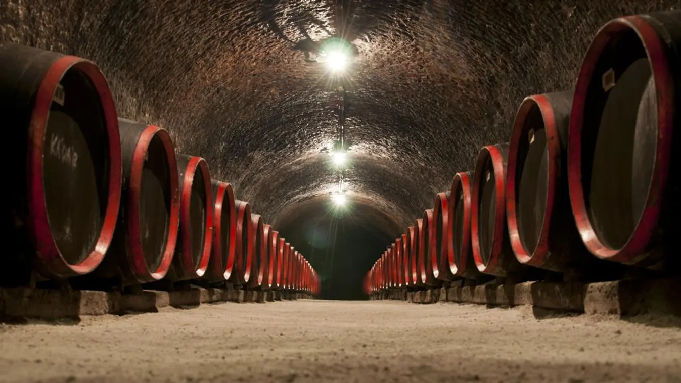 tokaj kereskedőház bor pince must szőlő 