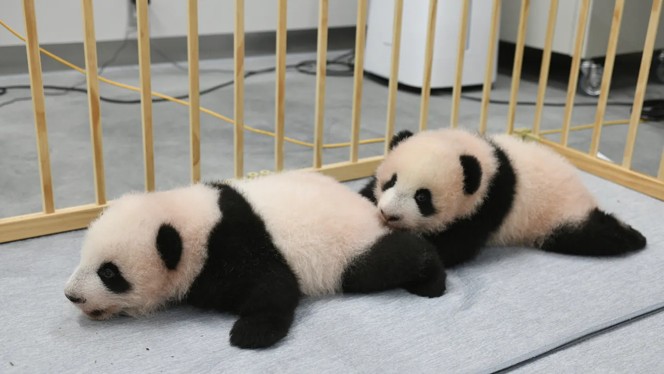 panda, pandaikrek, pandabocs, Tokió, állatkert 