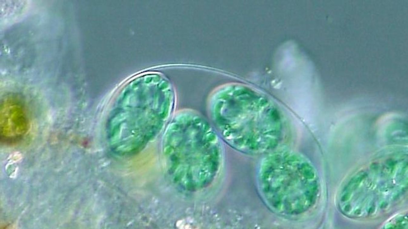 alga 