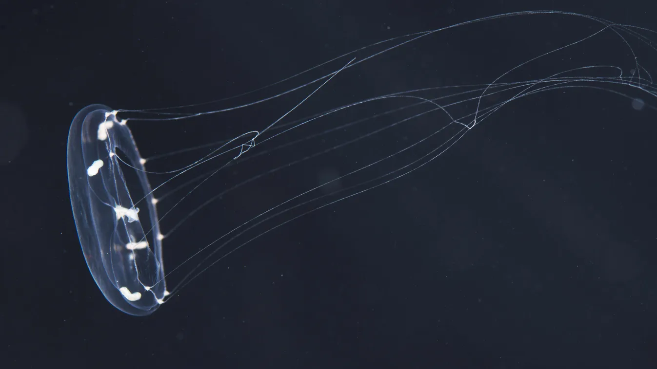 Clytia hemisphaerica, medúza 