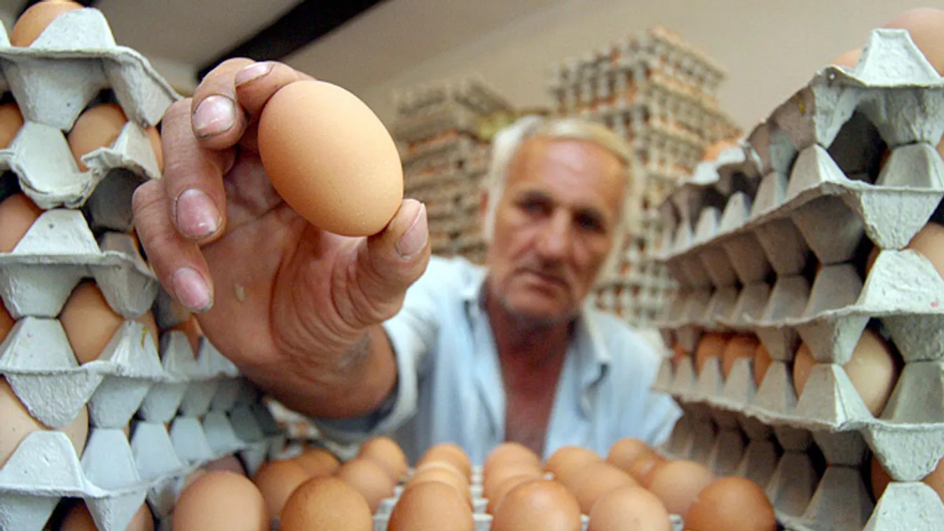 tojás, Selmeczi Béla tojástermelő válogatja és osztályozza a tojásokat 