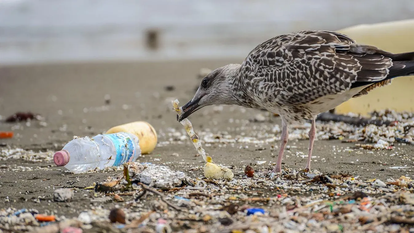 műanyag, szennyezés, madár 