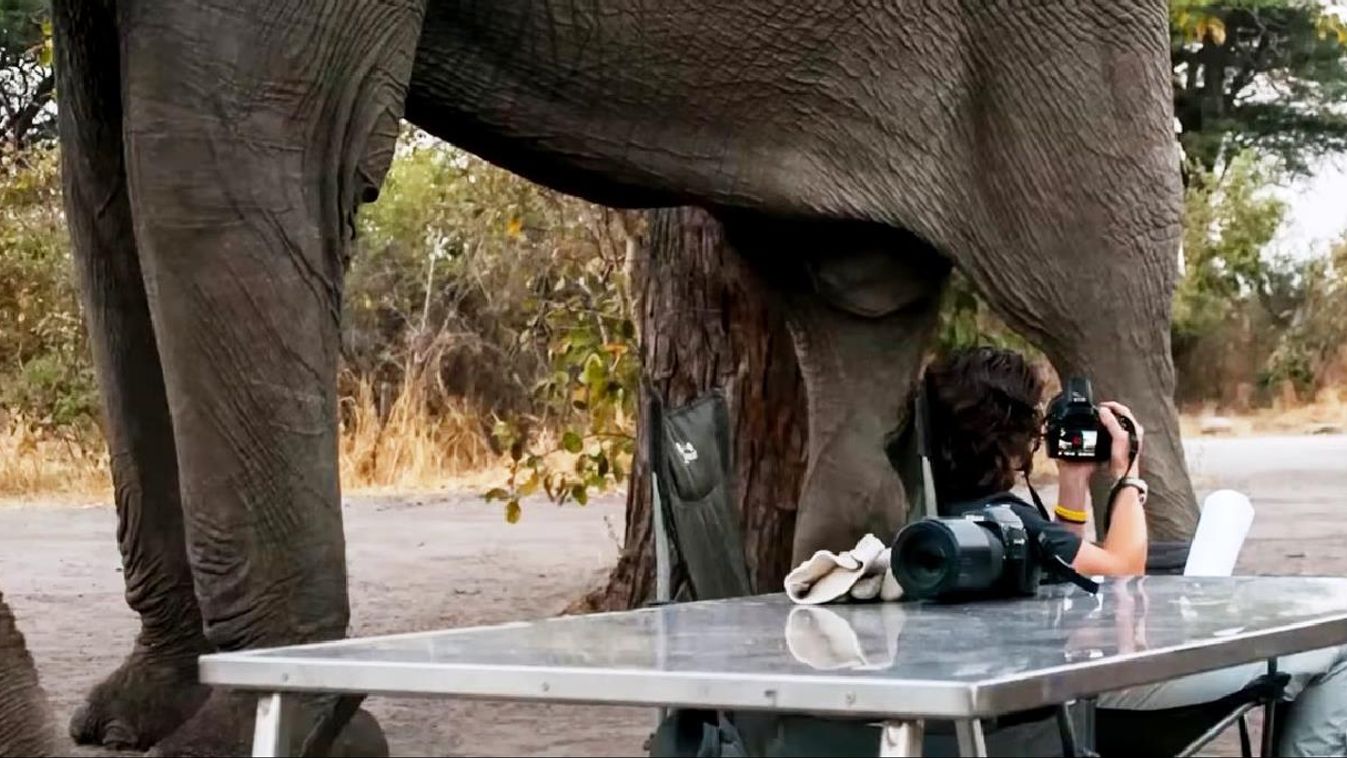 elefánt Botswana 