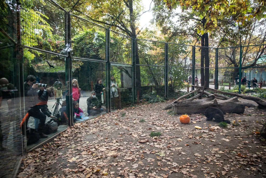 tökrágcsa, állatkerti állatok találkozása
halloweeni faragott „tökfejekkel”
Fővárosi Állat- és Növénykert

Állatkert halloween tök A fővárosi állatkert állatai halloween-i tököt rágcsálnak 